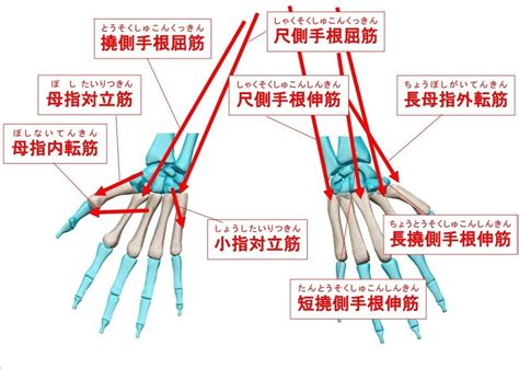 骨節手|基節骨